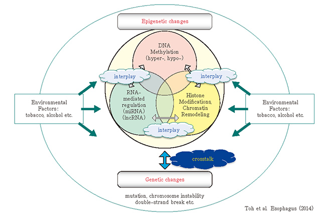 Toh et al. Esophagus （2014）